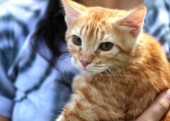 Salvador oferece castração gratuita para cães e gatos em três bairros