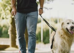 Câmara aprova projeto que garante acesso de cães de assistência a espaços públicos e privados em Salvador
